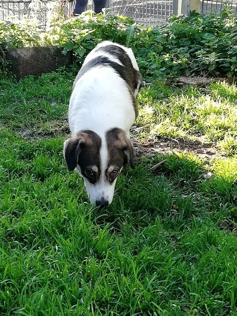 Hund aus Tierheim, Alfredo | Weiß Und Braun Mischling Männlich