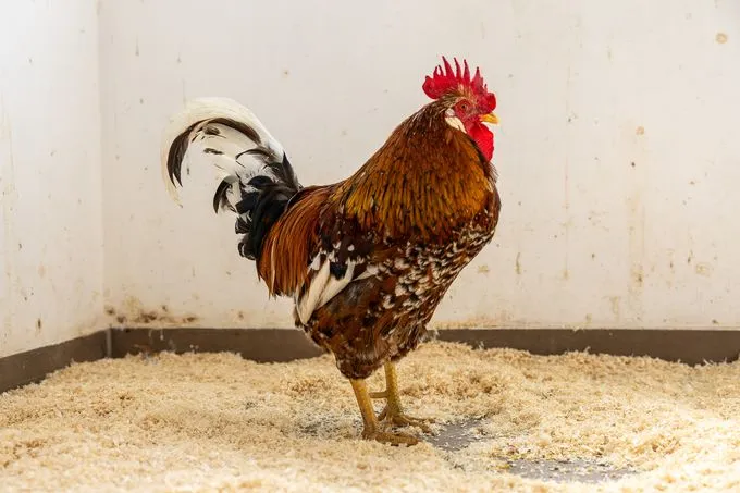 Hahnibal - Schwedisches Blumenhuhn zur Adoption