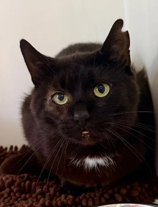 Captain Hook - ekh zur Adoption