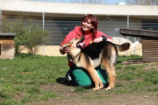 Dog from shelter, Claire | Schäferhund Mix Female