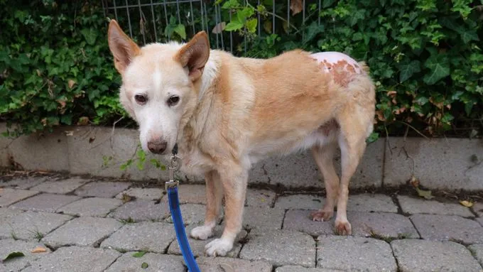 Dog from shelter, Emely | Blonde Mischling Female