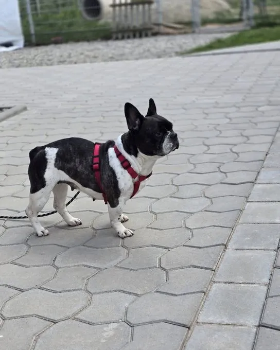 Dog from shelter, Fundhündin Inge Macht Sich Auf Die Suche Nach Einem Kuscheligen Körbchen | Schwarz Weiß Französische Bulldogge Female