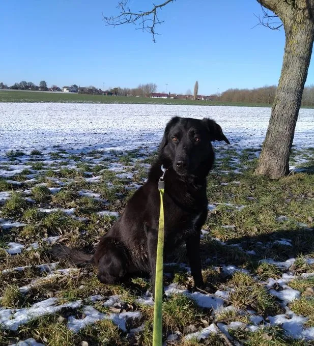 Hund aus Tierheim, Jane | Schäferhund Hütehund Mix Weiblich