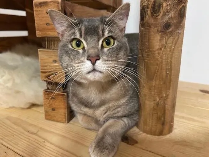 Smokey - Europäisch Kurzhaar zur Adoption