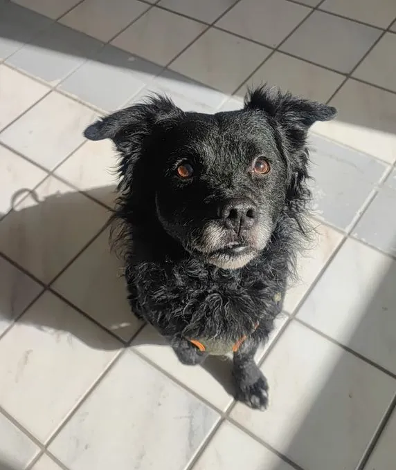 Balu - mischling zur Adoption