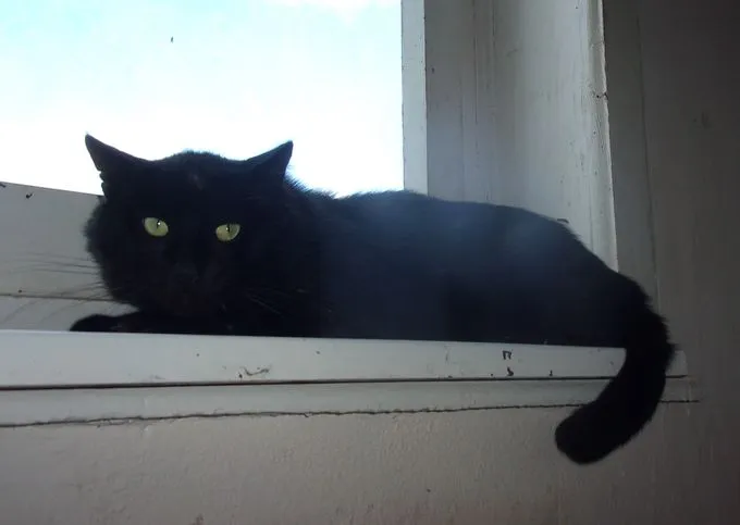 Cat from shelter, Joshie | Schwarz Europäisch Kurzhaar Mix Male