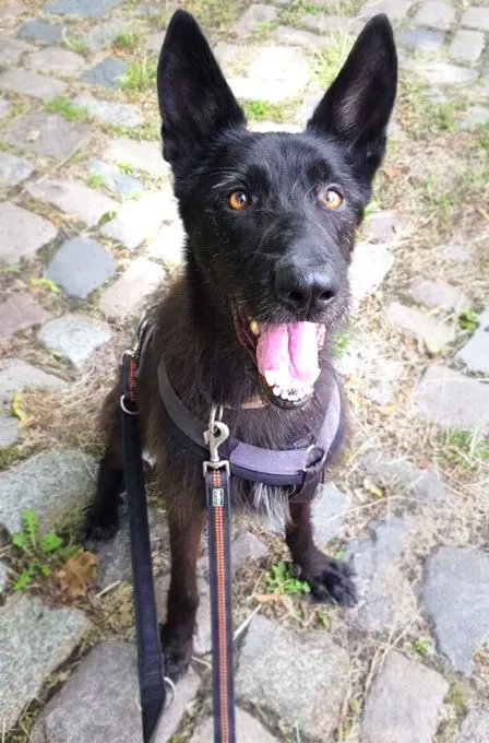 Dog from shelter, Baghira | Podenco Schnauzer Mix Male