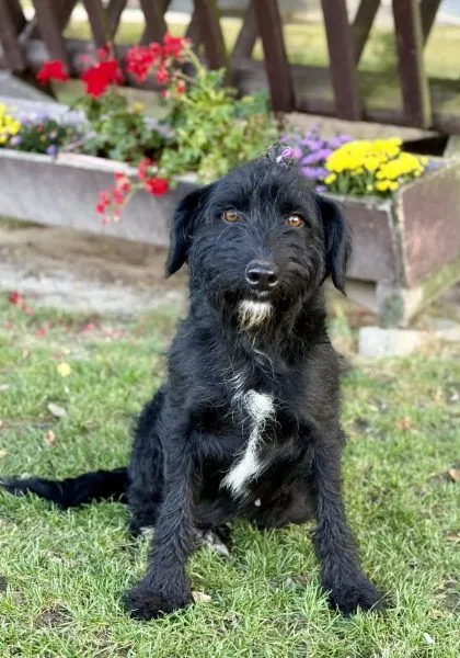 Winnie - Schnauzer zur Adoption