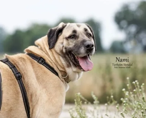 Dog from shelter, Nami | Kangal Hirtenhund Mix Female