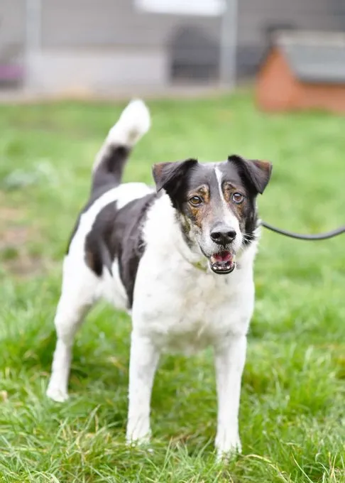 Dog from shelter, Müller | Terrier Mix Male
