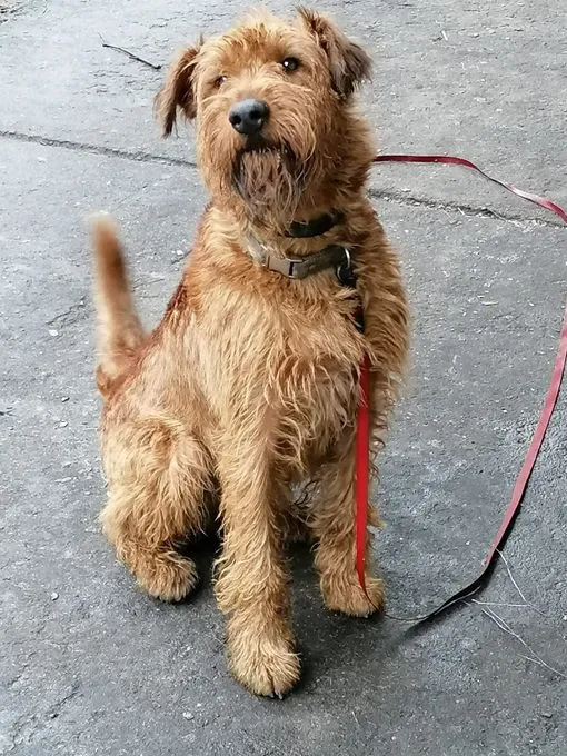 H20-105 Vasco - Irish Terrier zur Adoption