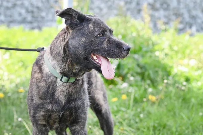 Dog from shelter, Donnie | Schnauzer Mix Female