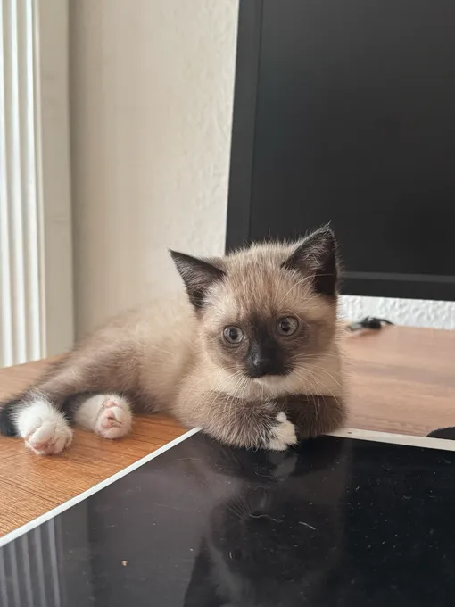 Lou - mischlingskatze zur Adoption