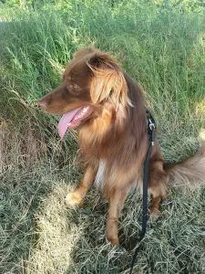 Dog from shelter, Fiete | Australian Shepherd Male
