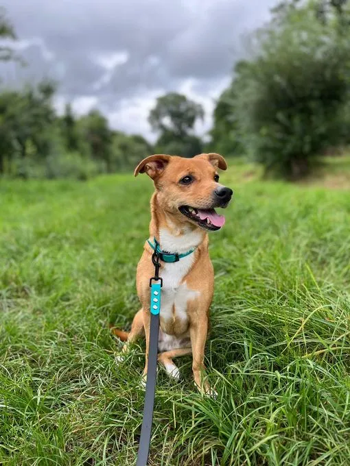 Dog from shelter, Prada | Beige Weiß Mischling Female