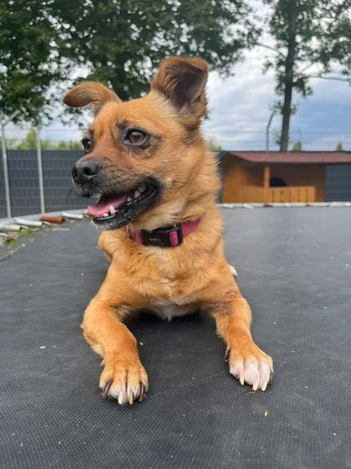 Dog from shelter, Rachel | Beige Chihuahua Mischling Female