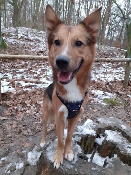 Hund aus Tierheim, Pablo | Schäferhund Collie Mix Männlich