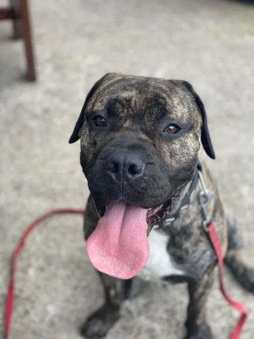 Dog from shelter, Rocky | Braun Gestromt Presa Canario Male