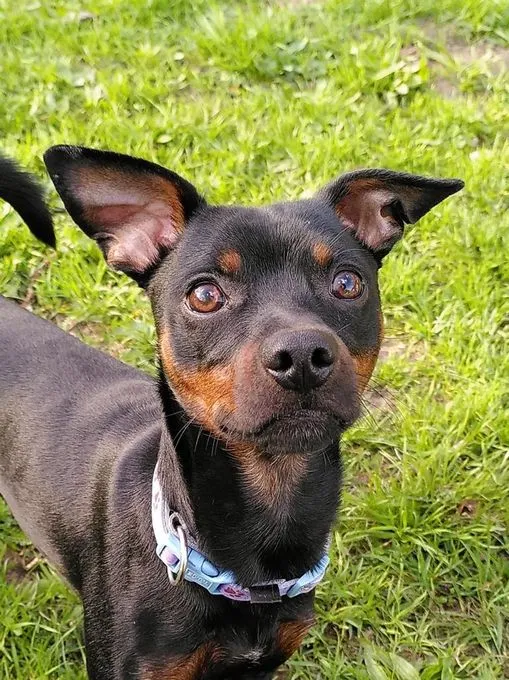 Kuba  - zwergpinscher zur Adoption