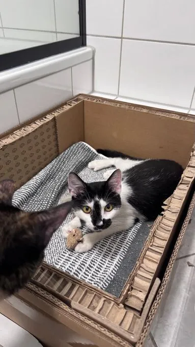 Olli - ekh zur Adoption