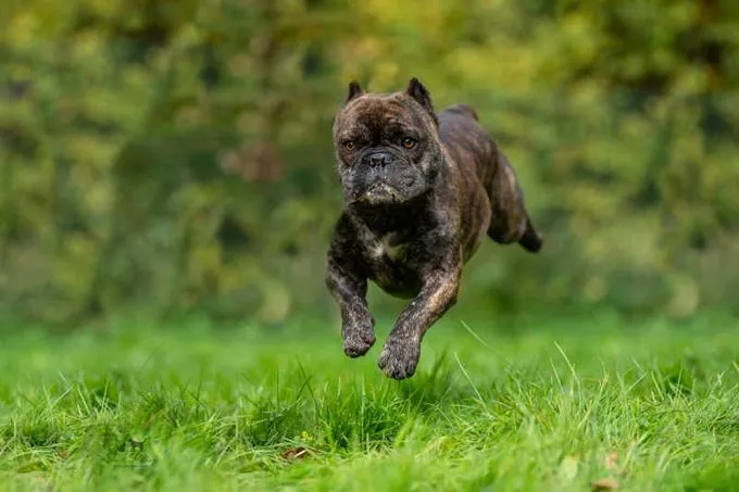 Dog from shelter, Ares | Dunkelbraun Gestromt Continental Bulldog Male