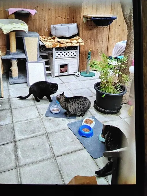 Cat from shelter, Mila Misty Und Joshi | Grau Getigert Schwarz Europäische Hauskatzen Female