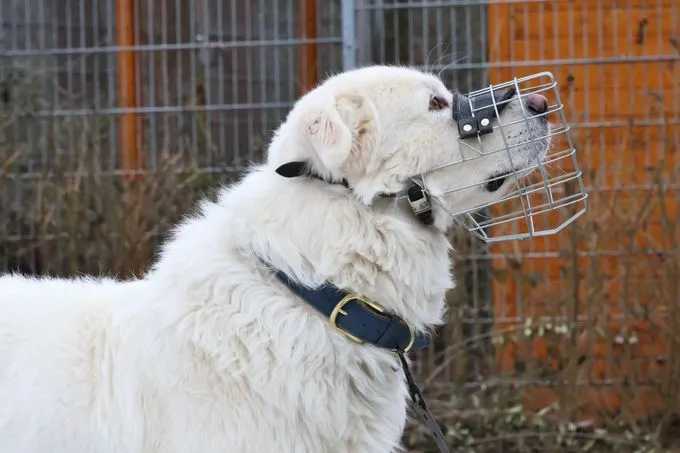 Hugo - Maremmano zur Adoption