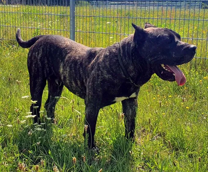 Dog from shelter, Charles | Dogo Canario Male