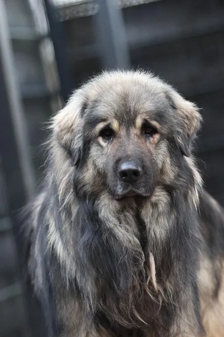 Nero - Mix zur Adoption