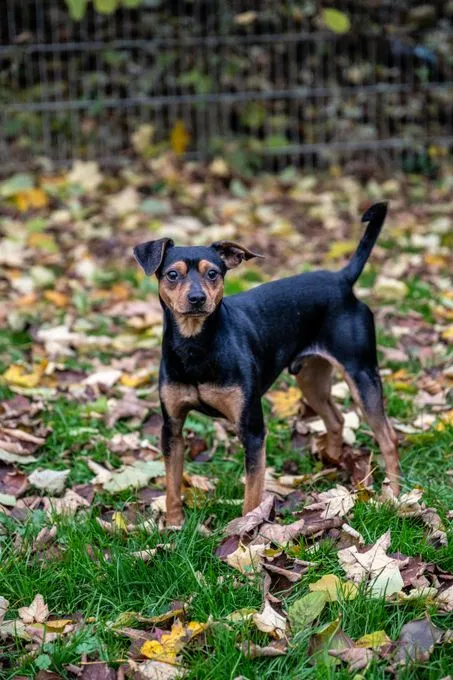 Dog from shelter, Hudson | Schwarz Braun Deutscher Pinscher Male
