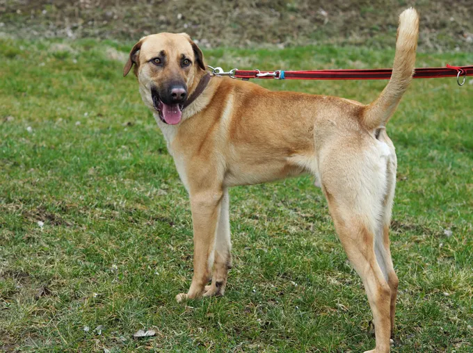 Snorre - mischling zur Adoption