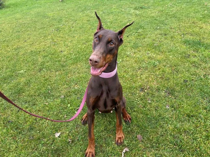 Dog from shelter, Lynette Deisy Angel Of Shaytan | Braun Tan Dobermann Female