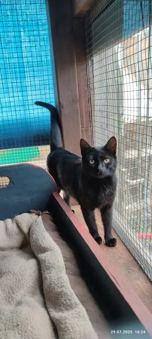 Cat from shelter, Karli | Schwarz Europäisch Kurzhaar Male