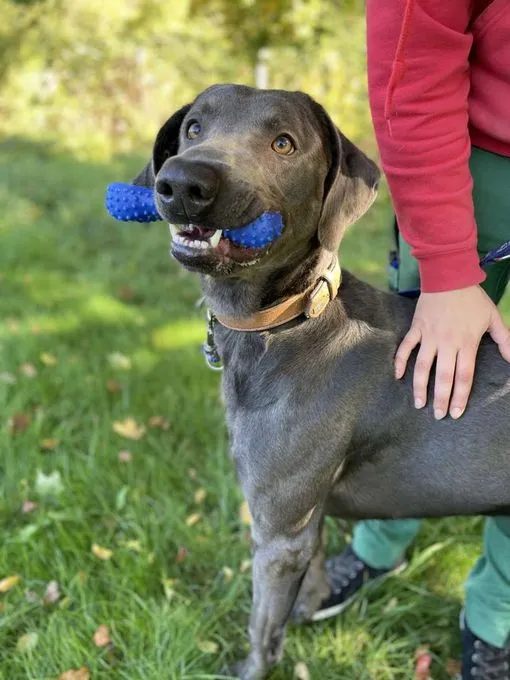 Dog from shelter, Marlo | Weimaraner Mix Male
