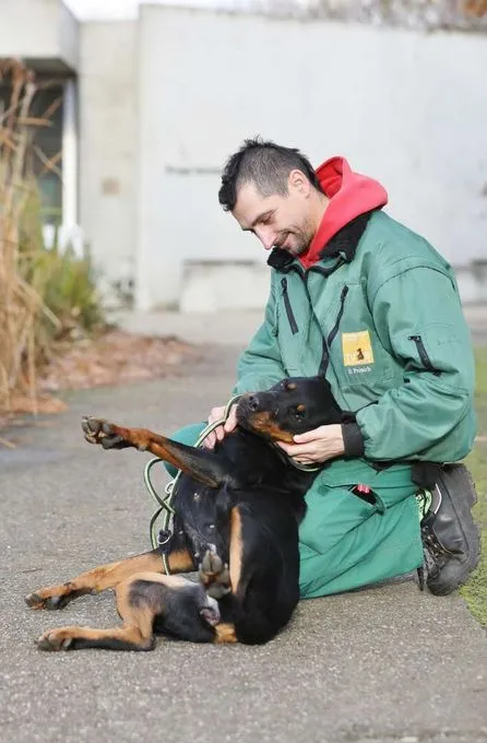 Hund aus Tierheim, Pfötchen | Dobermann Rottweiler Mix Weiblich
