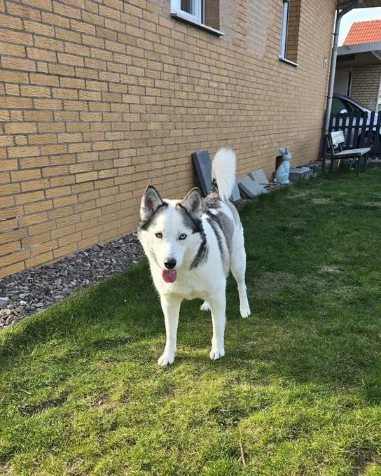 Hund aus Tierheim, Bonny Kira Ein Tolles Duo | Grau Weiß Husky Schäferhund Samojeden Mischlinge Weiblich