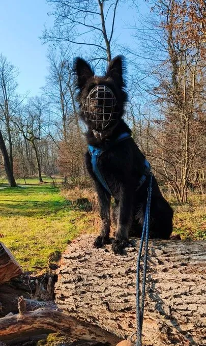 Dog from shelter, Ace | Schwarz Beige Altdeutscher Hütehund Mischling Male