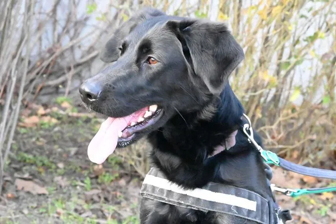 Dog from shelter, Clara | Labrador Retriever Mix Female
