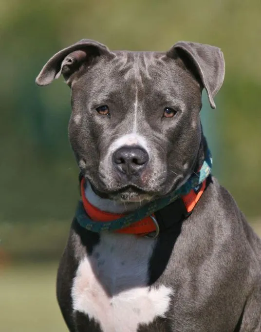 Frauke - staffordshire-mix zur Adoption