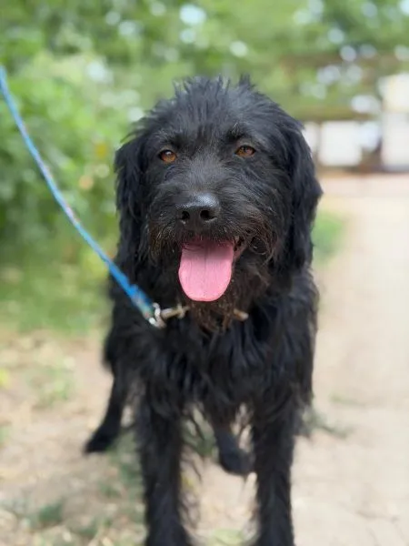 Bagira - schnauzer-mix zur Adoption