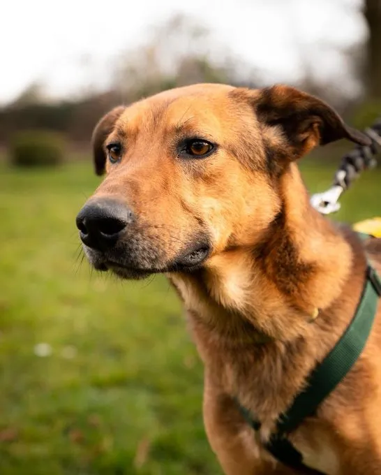 Jack - Jack zur Adoption