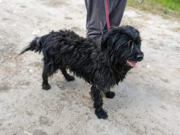 Dog from shelter, Neo | Schwarz Schnauzer Mix Male