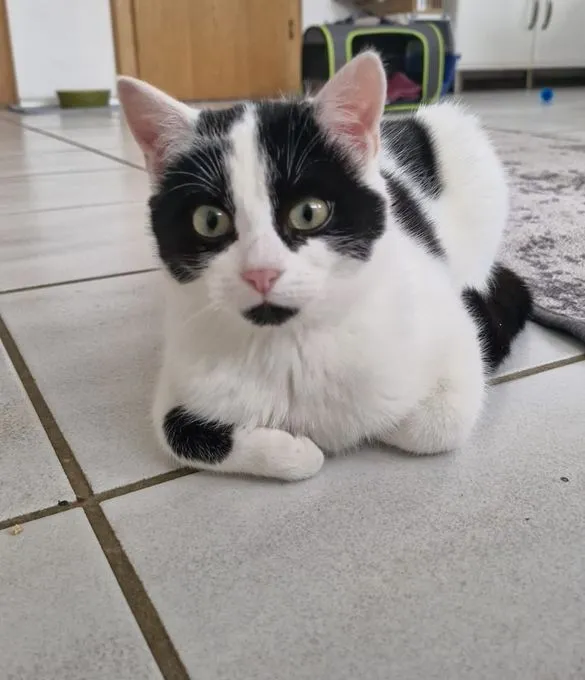 Bunny - Europäisch Kurzhaar zur Adoption