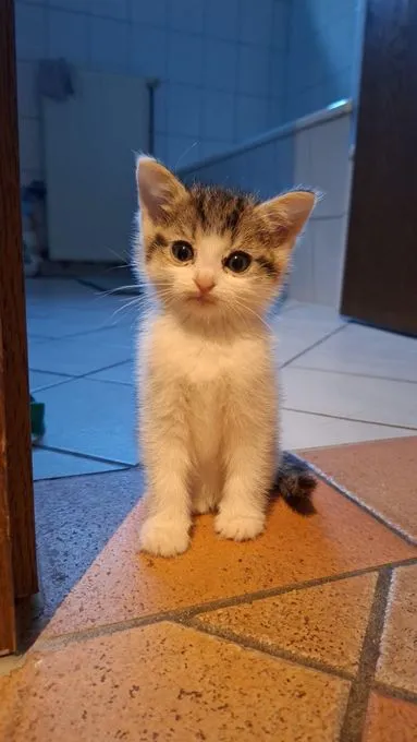 Piper - mischlingskatze zur Adoption