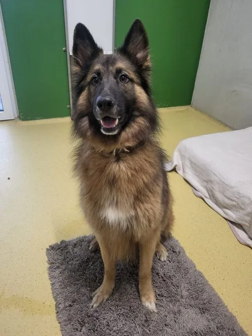 Hund aus Tierheim, Jamie | Braun Schäfer Aussie Mix Männlich