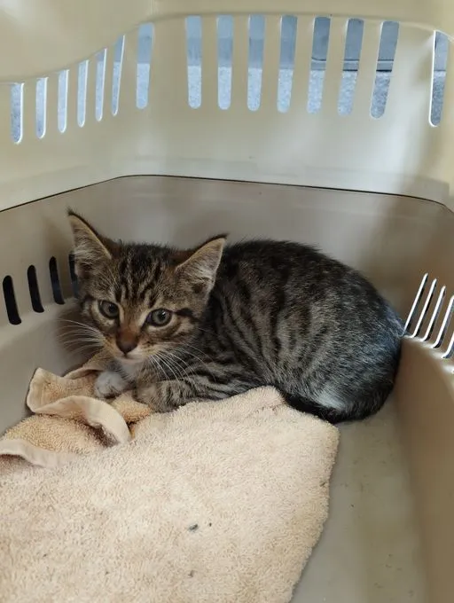 Cat from shelter, Moritz | Ekh Male
