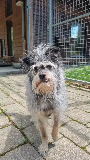 Einstein - mischling zur Adoption