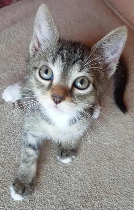 Findus - EKH zur Adoption