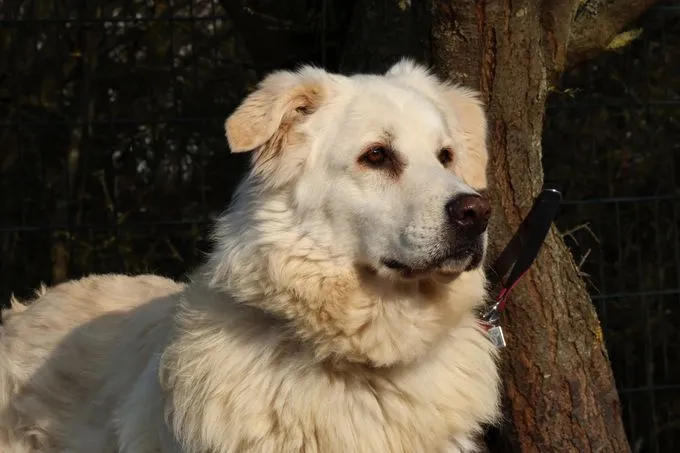 Sarti - herdenschutzhund zur Adoption