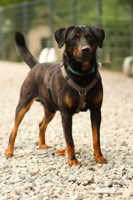 Babo - mischling zur Adoption